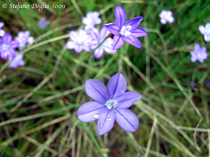 Aphyllanthes monspeliensis / Branc